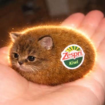 The Fruit Cat: a tiny kiwi-shaped kitten resting in a hand